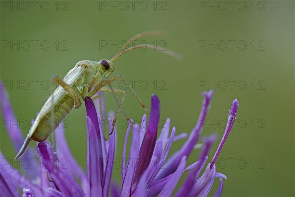 Alfalfa Plant Bug (Adelphocoris lineolatus)