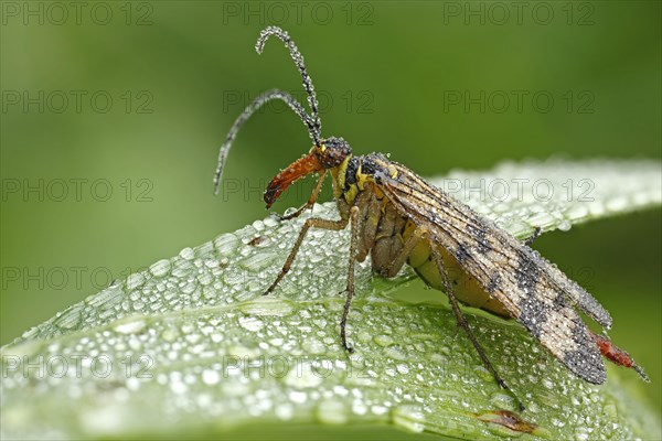 Common Scorpionfly (Panorpa communis)