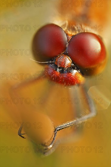 Ruddy Darter (Sympetrum sanguineum)