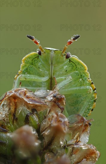 Larva of the Common Green Shieldbug (Palomena prasina)