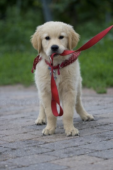 Golden Retriever puppy on a leash