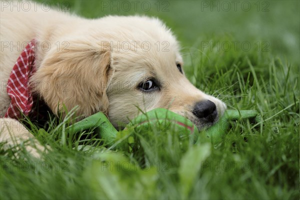 Golden Retriever puppy