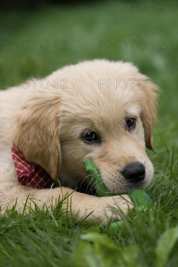 Golden Retriever puppy