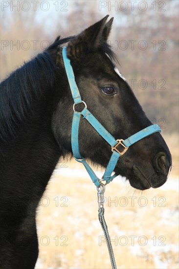 American Quarter Horse