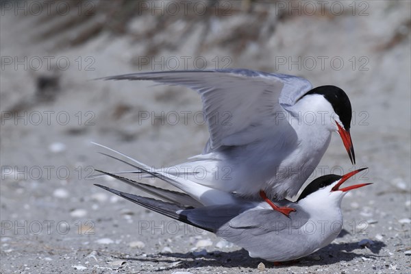 Common Tern (Sterna hirundo)