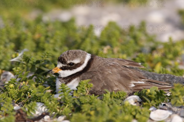 Ringed Plover (Charadrius hiaticula) brooding on a nest