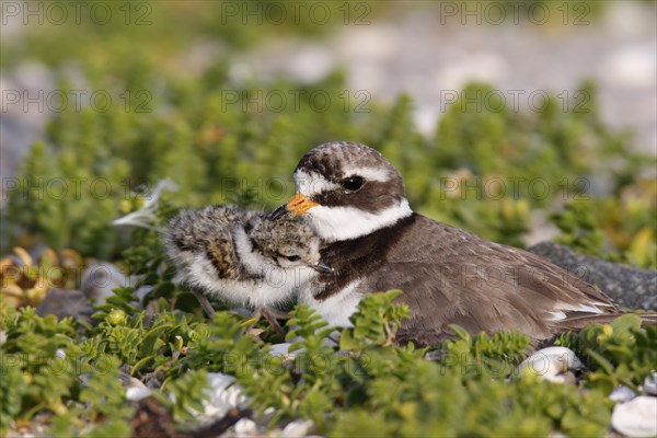 Ringed Plover (Charadrius hiaticula) brooding on a nest with a chick