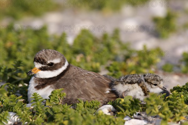 Ringed Plover (Charadrius hiaticula) brooding on a nest with a chick