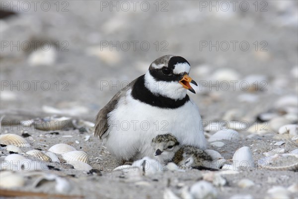 Ringed Plover (Charadrius hiaticula) brooding on a nest with a chick