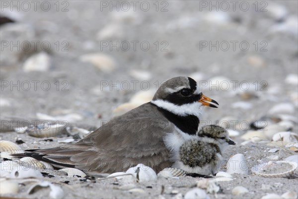 Ringed Plover (Charadrius hiaticula) brooding on a nest with a chick