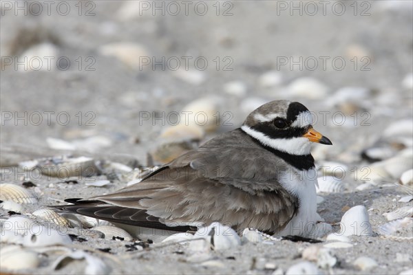 Ringed Plover (Charadrius hiaticula) brooding on a nest