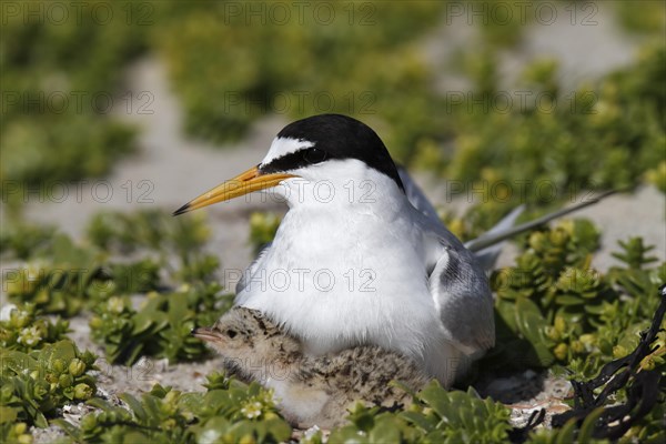 Little Tern (Sterna albifrons)