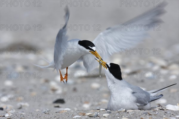 Little Tern (Sterna albifrons)