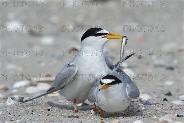 Little Tern (Sterna albifrons)