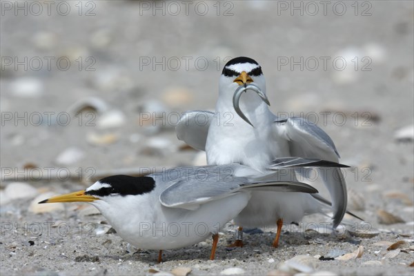 Little Tern (Sterna albifrons)