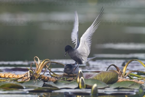 Black Tern (Chlidonias niger)