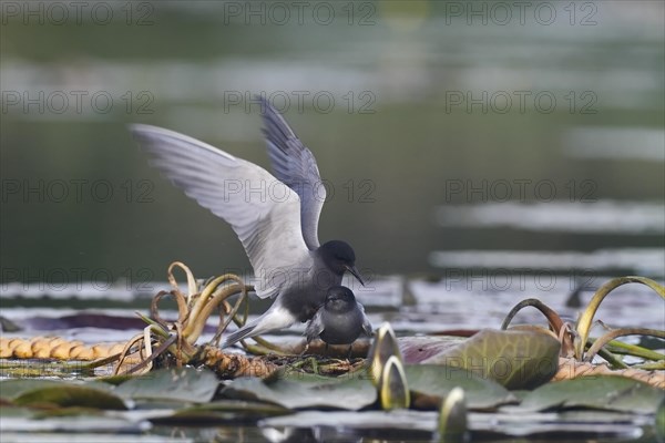 Black Tern (Chlidonias niger)