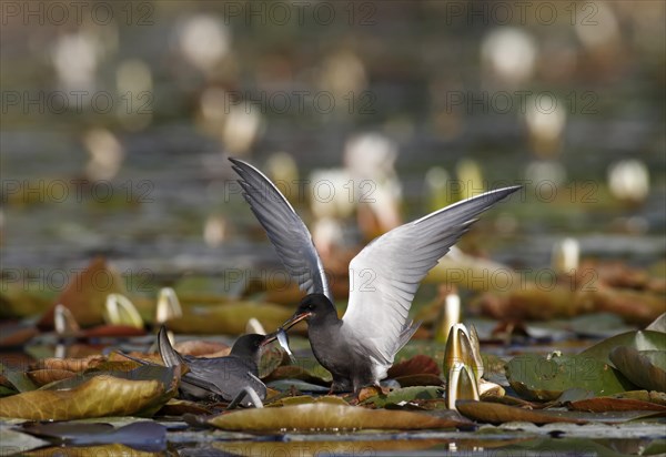 Black Tern (Chlidonias niger)