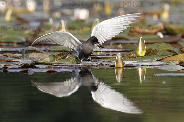 Black Tern (Chlidonias niger)