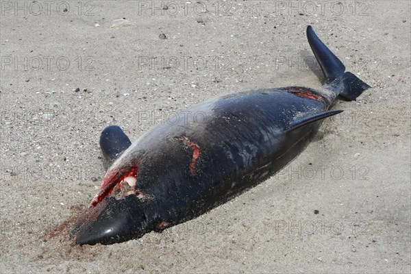 Harbour Porpoise (Phocoena phocoena) found dead after a collision with a propeller