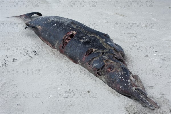 Sowerby's Beaked Whale (Mesoplodon bidens)