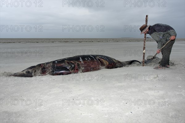 Sowerby's Beaked Whale (Mesoplodon bidens)