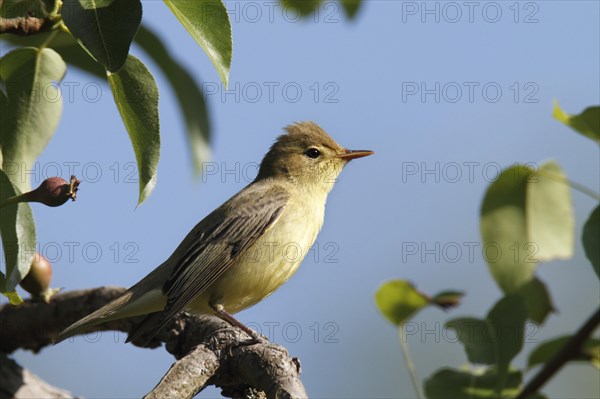 Icterine Warbler (Hippolais icterina) on perch