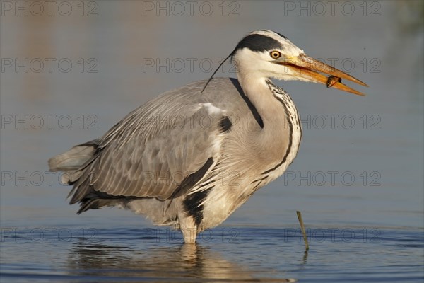 Grey Heron (Ardea cinerea) with caught stickleback