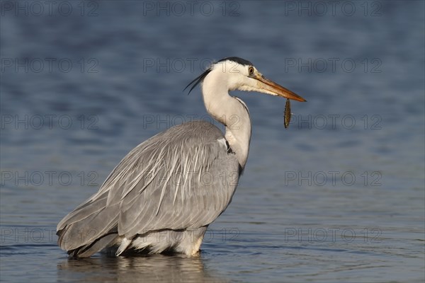 Grey Heron (Ardea cinerea) with caught stickleback