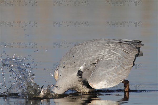 Grey Heron (Ardea cinerea) plunging into water to catch a fish