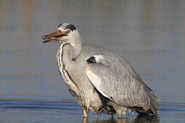 Grey Heron (Ardea cinerea) with caught stickleback