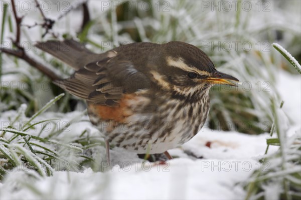 Redwing (Turdus iliacus)