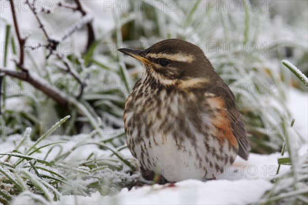 Redwing (Turdus iliacus)