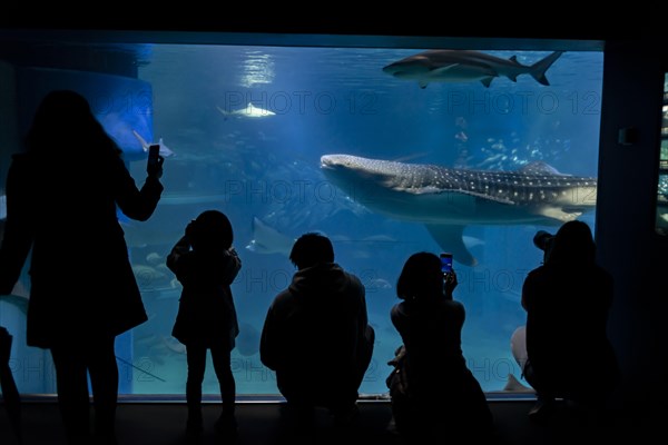 Silhouettes of visitors in front of a large aquarium with sea fish