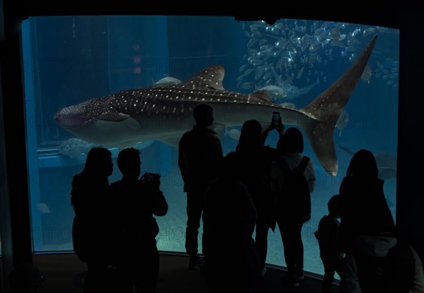 Silhouettes of visitors in front of a large aquarium with sea fish