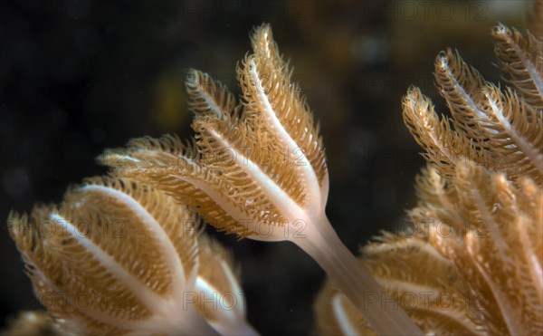 Pulsating Xenid (Heteroxenia fuscescens)