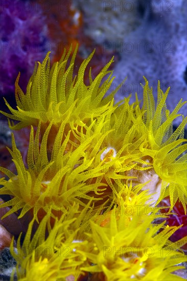 Orange Cup Coral (Tubastrea coccinea)