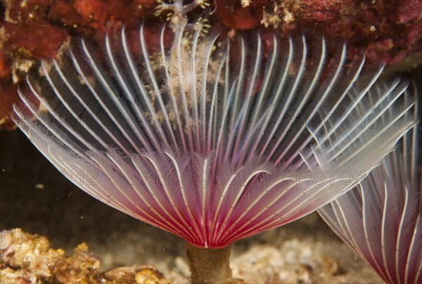 Tube worm or tubeworm (Bispira sp.)