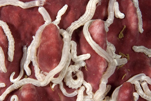 Lampert's Sea Cucumber (Synaptula Lamperti)