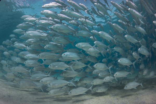 Typical swarming behavior of a school of Bigeye Trevally (Caranx sexfasciatus) in a lagoon