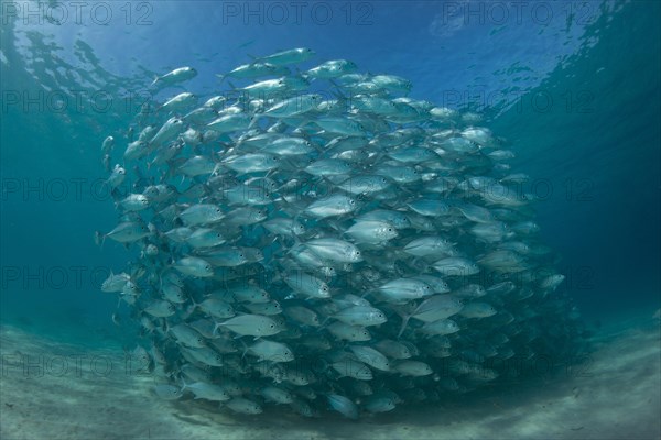 Typical swarming behavior of a school of Bigeye Trevally (Caranx sexfasciatus) in a lagoon