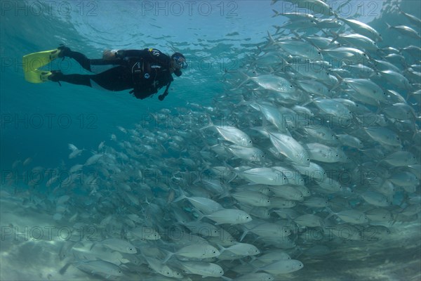 Scuba diver swimming with a school of Bigeye Trevally (Caranx sexfasciatus) in a lagoon