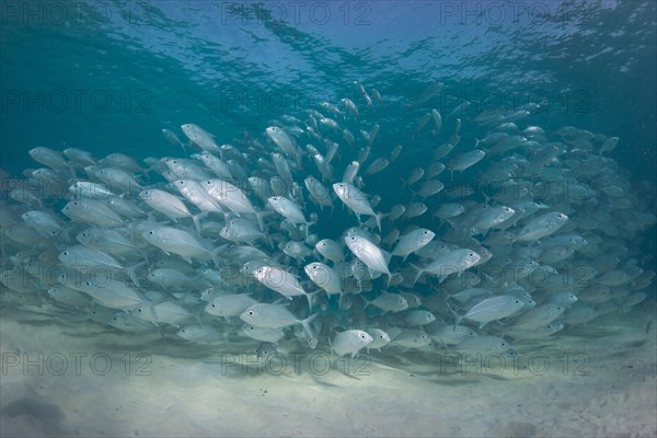 Typical swarming behavior of a school of Bigeye Trevally (Caranx sexfasciatus) in a lagoon