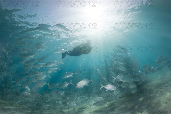 Women snorkling dressed as a mermaid in a school of Bigeye Trevally (Caranx sexfasciatus) in a lagoon