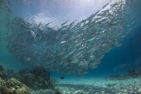 Typical swarming behavior of a school of Bigeye Trevally (Caranx sexfasciatus) in a lagoon