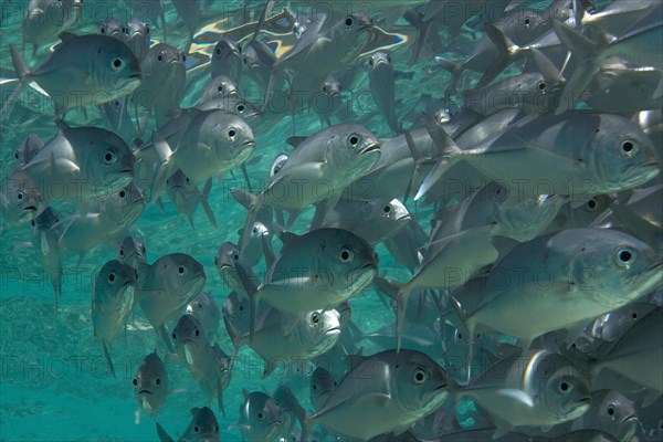 School of Bigeye Trevally (Caranx sexfasciatus) in a lagoon