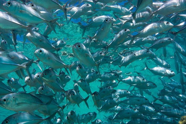 School of Bigeye Trevally (Caranx sexfasciatus) in a lagoon