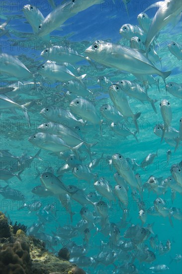 School of Bigeye Trevally (Caranx sexfasciatus) in a lagoon