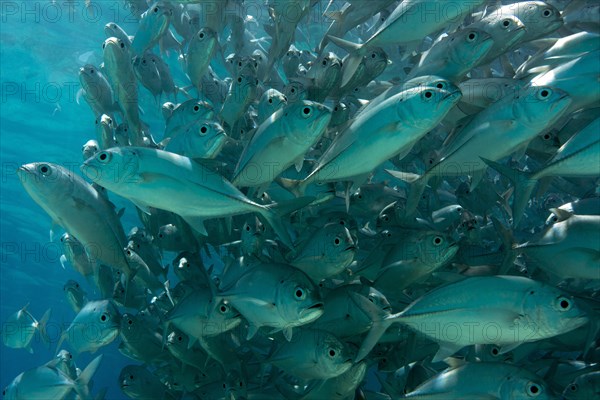 School of Bigeye Trevally (Caranx sexfasciatus) in a lagoon