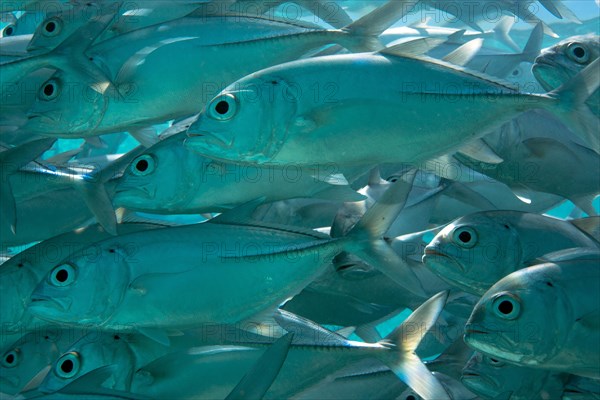 School of Bigeye Trevally (Caranx sexfasciatus) in a lagoon